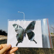 진짜 나비 표본 박제 곤충 장식 생일 축하 DIY 홈 거실 컬렉션 아트, 01 1