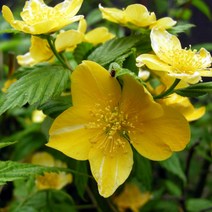 황매화나무 묘목 죽도화 - 키120cm 3개