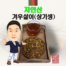 자연산 겨우살이 300g (경북 영천) 야생 국내산 국산 곡기생 상기생