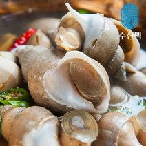 [산지직송] 백골뱅이 1kg(활고동) 소 40미~50미 당일조업 생물 백고동 자연산, 1개