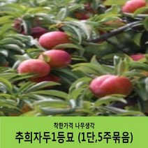 착한가격 나무생각 자두묘목 묶음상품