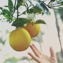 플뢰르도랑제27 프래그런스오일, 1L, 1L