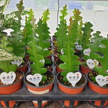 피쉬본(생선뼈 선인장 소품 랜덤)