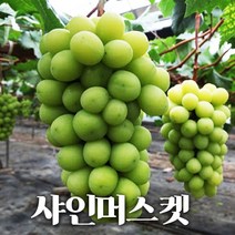 고당도 샤인머스켓 포도 청포도 애플청포도 망고포도 1.5kg 2kg, 샤인머스켓 1.5kg (2~3수)