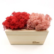 비오스 스칸디아모스 화분 공기정화식물 우드 쁘띠 DIY키트 (중), 레드+핑크