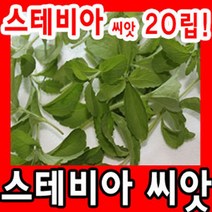 스테비아 씨앗/종자 100립 판매/설탕초/발아율높은