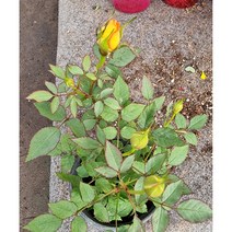 찔레 장미 노/적 10