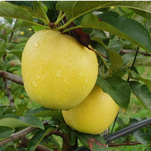 충주사과 시나노골드 황금사과 저탄소인증 껍질째먹는사과 5kg 17/20개, 상세페이지 참조