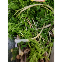 국산 햇 전호 생 전호나물 1kg 바디나물 연삼 국내산 햇전호 생전호 생전호나물 햇전호나물 진호나물 생전호나물 생진호나물 햇전호나물 햇진호나물 생햇전호나물 생햇진호나물, 1개