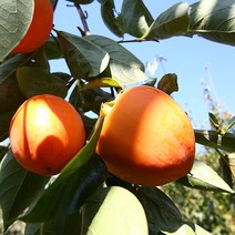 [슬로푸드] 하동 악양대봉감 홍시 곶감 10kg, 특대(28~32과)