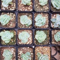 행복한꽃순이/러블리로즈(6cm분), 10개