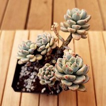 라울금 키우기 묵둥이 다유기 예쁜 가을 다육식물1-150, 단품