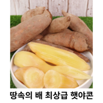 [국내산/국산] 국내산 야콘 햇야콘 특품 5kg 10kg 산지직송 땅속의 배 생식 즙용 땅속의과일 토종야콘 햇 토종 생야콘 생