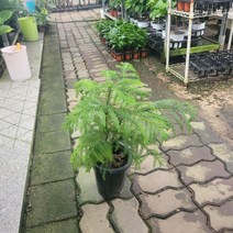 반려식물 아라우카리아 중대품 겨울식물 5070159, 1개