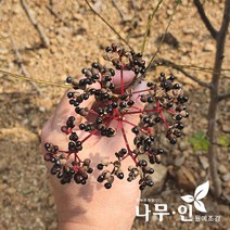 [나무인] 접목산초(민산초) 묘목 10그루, 10개