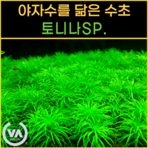 [비바소녀] 야자수같은 수초 토니나 sp. (2촉), 토니나(2촉)