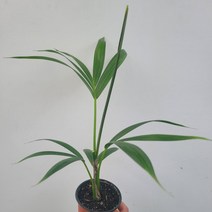 무배특가 플랜테리어 겐차야자 켄차야자 소품 15-30cm 49