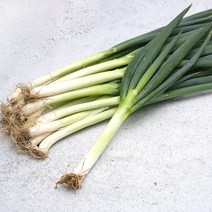 빛고을장터 국내산 싱싱한 대파 10kg 5kg 3kg 2kg 1kg내외, 5kg (특), 1개