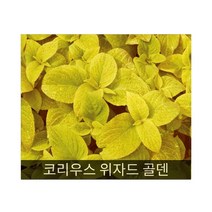 코리우스 위자드 골덴(코레우스) 10립/가정용법면녹화/아파트화단/씨앗