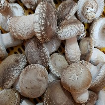 산지직송 수확후 당일발송 친환경 무농약 송화고버섯 1kg 송화고버섯 분말 100g, 1-2.송화고버섯 중품 1kg