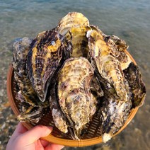 통영 석화 10kg 5kg 각굴, 석화10kg, 1개