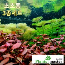 플랜츠 마스터 초보 수초 3종세트 ﻿(암브리아 자이언트암브리아 루드위지아 슈퍼레드), 수초 3종 세트