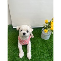 [2XL~4XL] 강아지양장점 자체 주문 제작 수제 강아지 옷 데일리 토끼무늬 등 단추 셔츠, 3XL