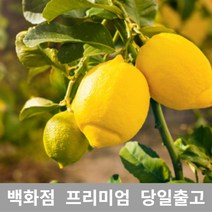 [특등급선별] 레몬 3kg 레몬청만들기 레몬효능 레몬나무 레몬차효능 제주레몬 레몬물 레몬녹차 레몬수 유기농레몬 무농약레몬 썬키스트레몬 팬시레몬 레몬다이어트 레몬먹는법 레몬의효능
