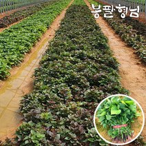 자색고구마모종 1kg 고구마순 신자미 단자미 해남, 05/07출고(05/08도착)