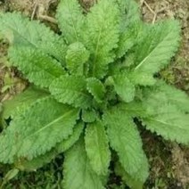 매화동 (1000립)약초씨앗 곰보배추 씨앗 약용식물