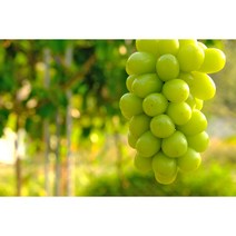 샤인머스켓 프리미엄과일 사탕포도 접목특묘