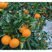 제주도 직배송 타이백감귤 로얄과 5kg 10kg