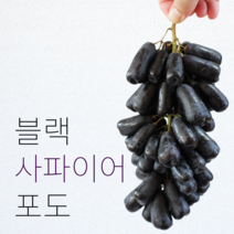 블랙 사파이어 포도 1kg 2kg 3kg 씨없는 포도 가지포도 마녀포도 수입산, 1800g, 1개