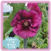 [나은식물원]238.겹 접시꽃(대형) 자주(20립)