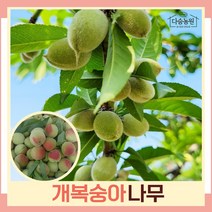 복숭아나무 묘목 개복숭아 실생1년생 뿌리묘 5개