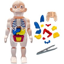 캐스B 미니 인체 탐구 신체 장기 구조 모형 피규어 인형 과학 Human Body Anatomy Model for Kids, 1개