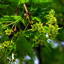 리서스원예 고로쇠나무 고로쇠 나무 묘목 H1.0 전후, 고로쇠 묘목