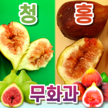 [고당도 24 Brix] 프리미엄 생 무화과 홍무화과 청무화과 1kg 2kg, 2-2. 청무화과 2kg, 1개