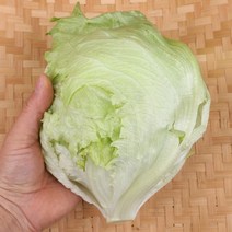 양상추 1통 팔팔마켓 국내산 채소 샐러드야채