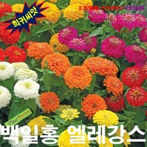 (희귀씨앗) 백일홍 엘레강스미니종 10립