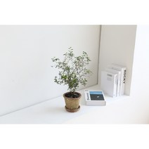 마오리 소포라 코로키아 중형 빈티지토분 까페식물 감성 인테리어 공기정화식물, 마오리 코로키아, 빈티지토분 러스티(분갈이포함)