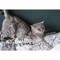 bsstudio 건강하세요 동동 엽서, 단품