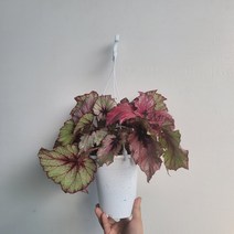 무배특가 플랜테리어 잉카프레임 베고니아 행잉플랜트 30-50cm 99