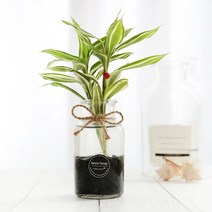 그린테라피 수경재배식물 유리병 실내공기정화식물 수중식물키우기 DIYSET, 빅토리아+직선