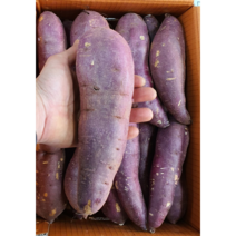 알뜰농장 2023년 햇 꿀 밤고구마 긴대왕 (튀김용) 최상품 5~10kg내외 전남 해남.무안작업, 1box, 5kg내외