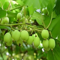 세종식물원 다래나무 다래용성 2호 포트묘, 1개