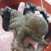 국내산 활 급냉 냉동 주꾸미 쭈꾸미 알배기 알베기 서해산 태안산, 활 인천 주꾸미 1kg x 1