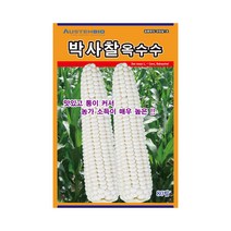 옥수수씨앗 박사찰1호옥수수 80립 여름출하 다수확, 1개