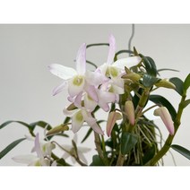 (단일상품)덴드로비움 하이브리드 목부작 인테리어식물