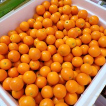 (용이다팜) 제철맞은 금귤 (낑깡) 2kg (크기랜덤)